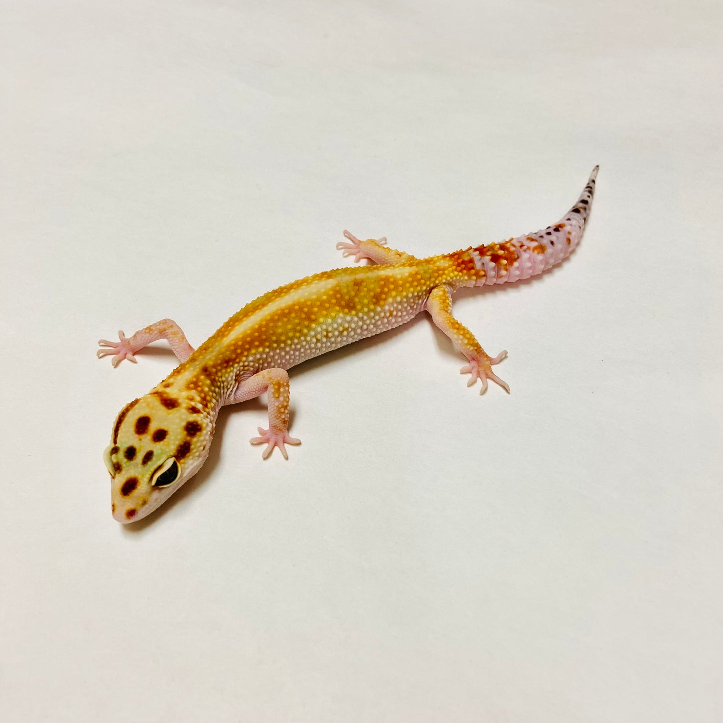 Citrine Leopard Gecko Female I-C10-71123-1