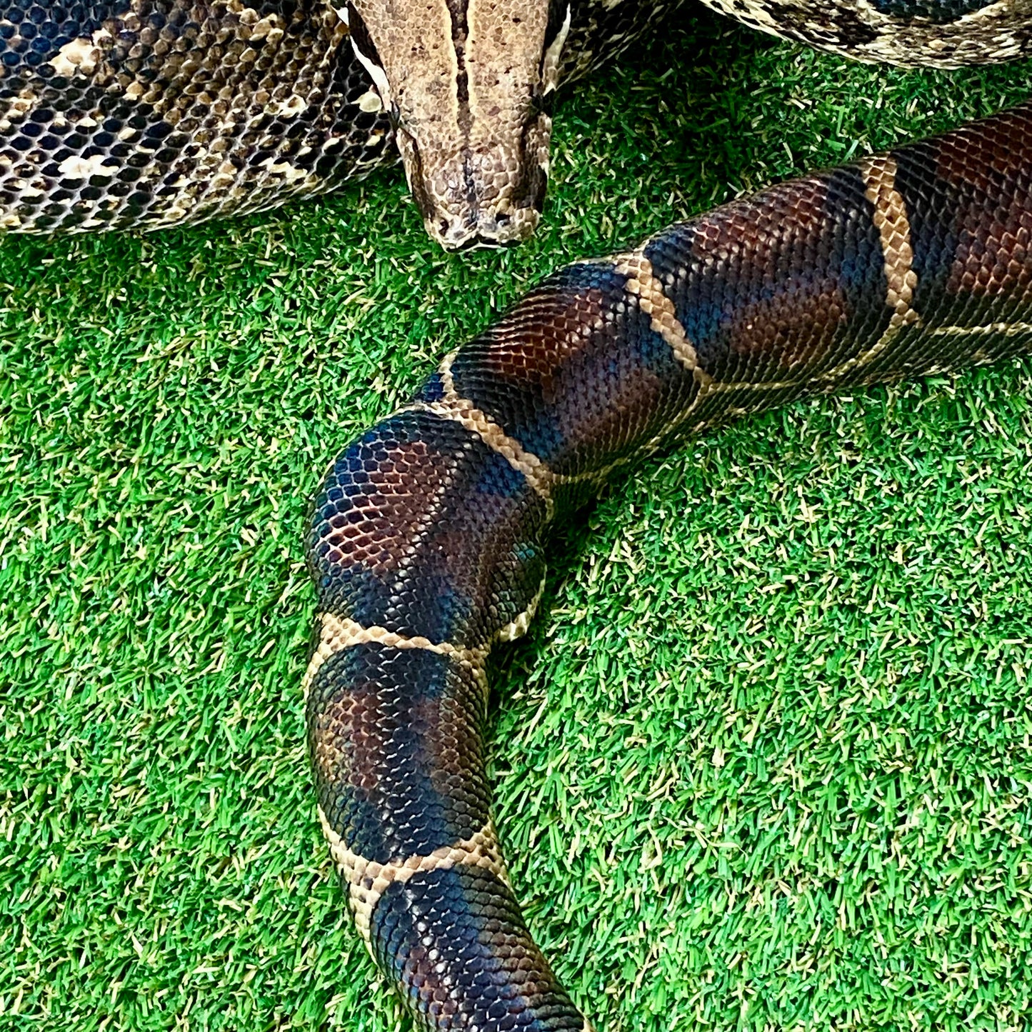 Dbl Het Blood & Sharp Albino Boa Constrictor 2015 Male B01