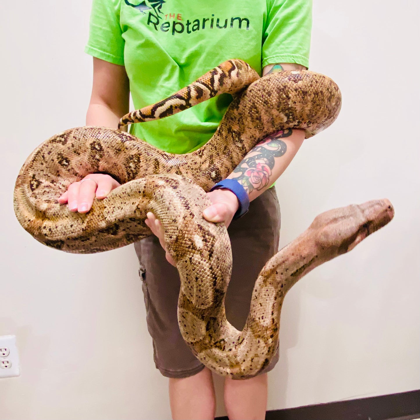Hypo Hog Island Boa Constrictor Adult Female B03