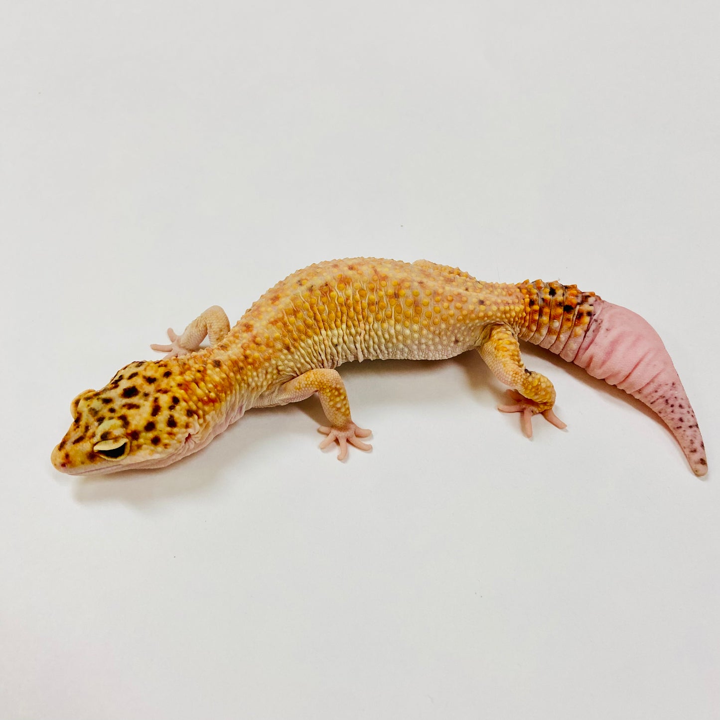Adult Group 1.3 Tangerine WY Eclipse Leopard Gecko LBG-03