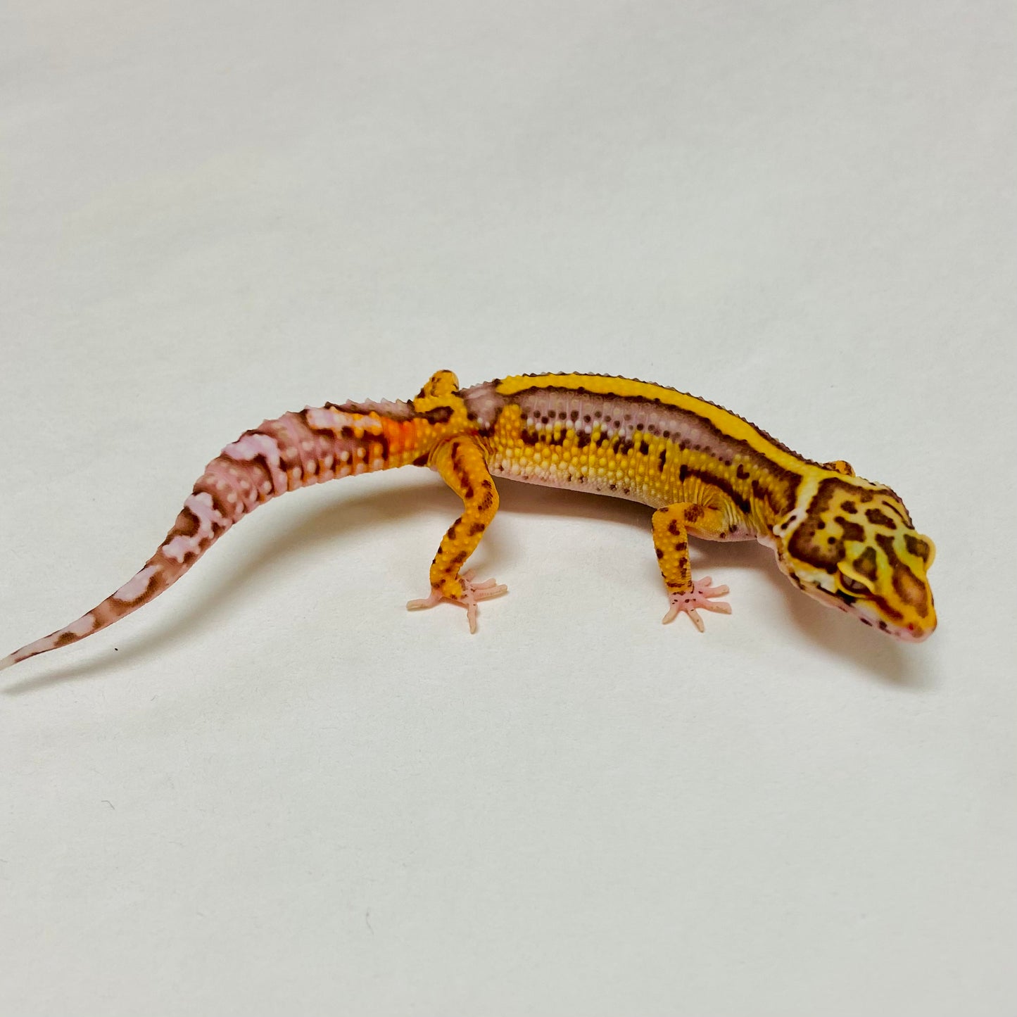 Bold Bell Leopard Gecko Female A-B11-122124-2