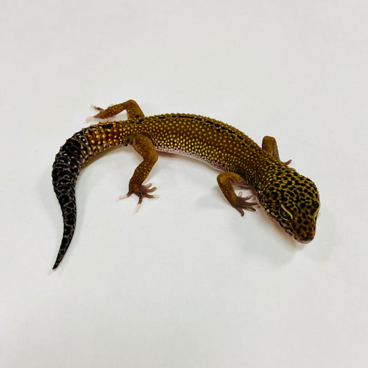 Dark Mack Snow Reverse Stripe Leopard Gecko Male G-B4-90324-2