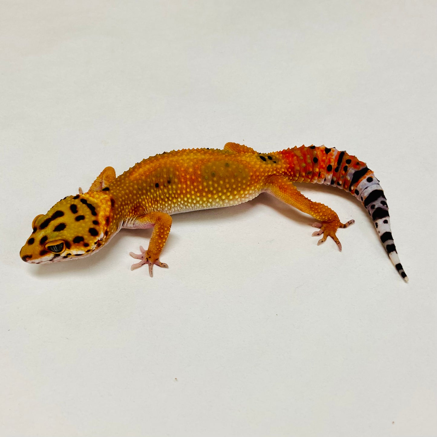 Tangerine Carrot Tail Leopard Gecko Female A-A2-12524-1