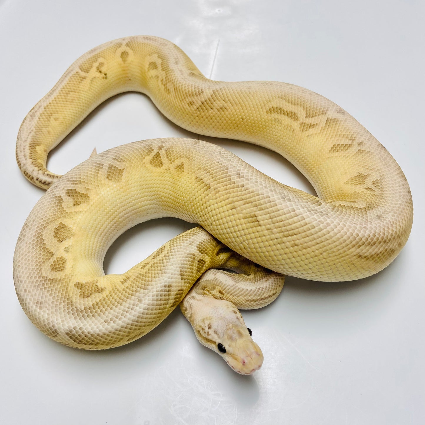 Silver Streak Lesser Cypress Ball Python Male 2023-20