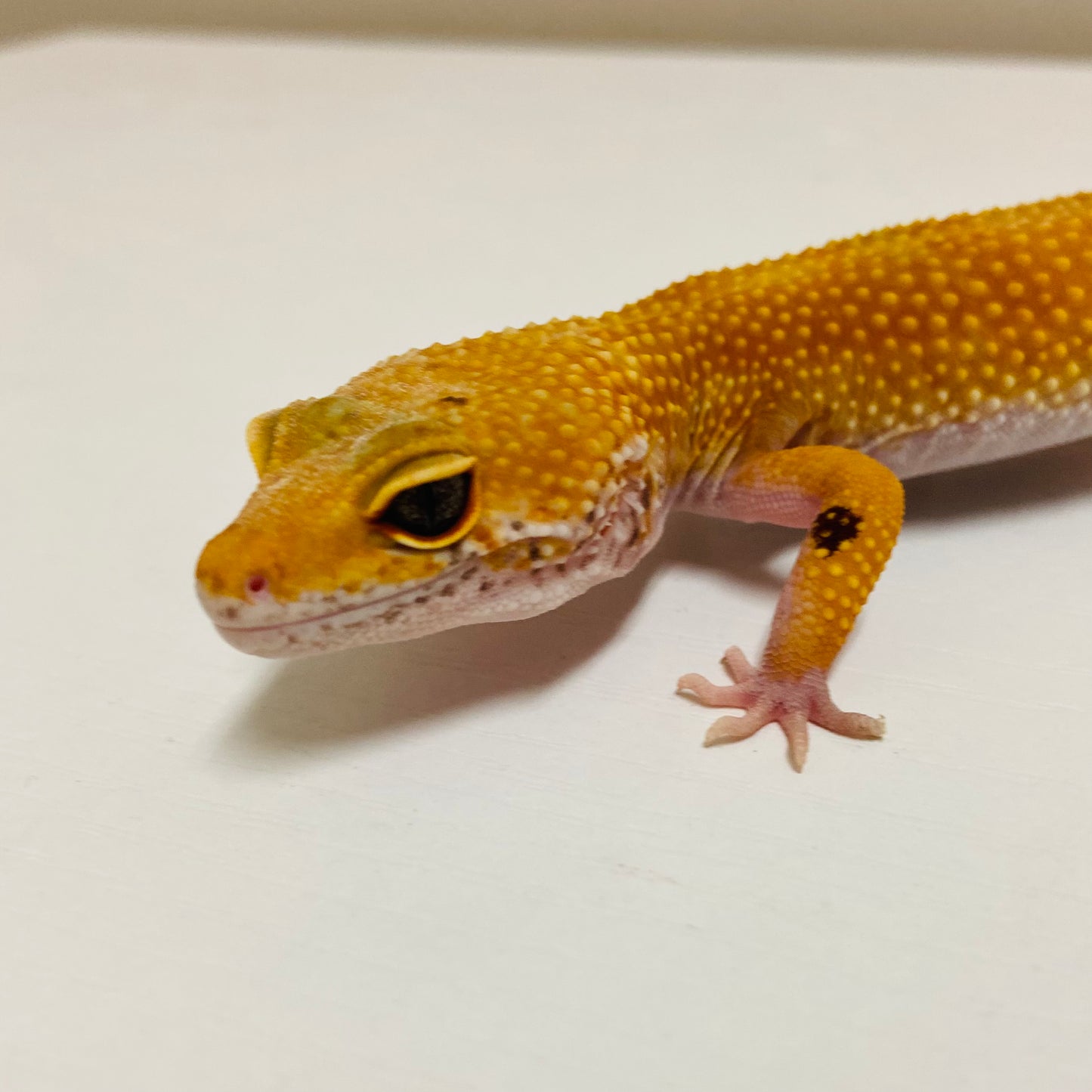 Super Hypo Tangerine W/Y Leopard Gecko Female F-L1-90520-1