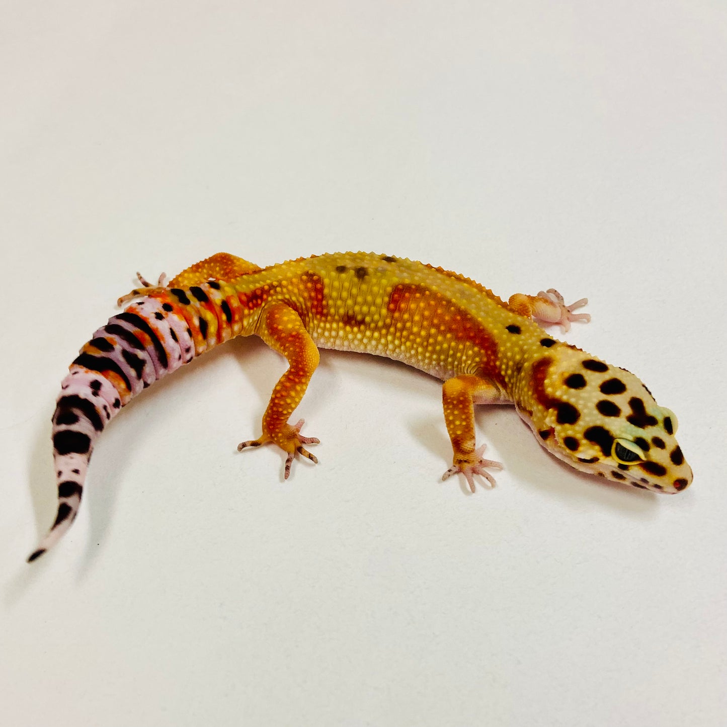 Citrine Leopard Gecko Male 2025-061
