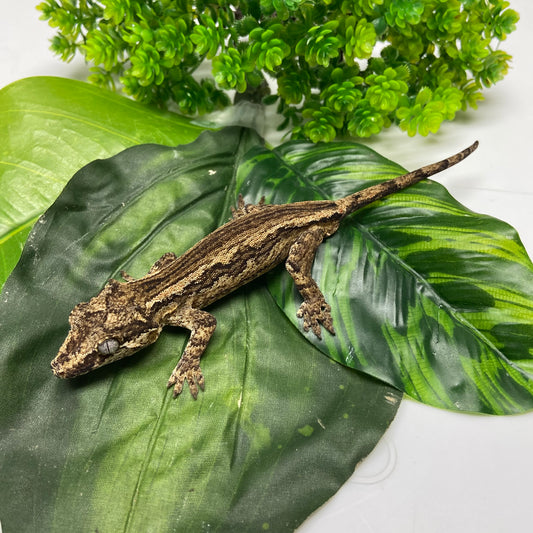 Black & White Super Stripe Gargoyle Gecko 2024 Male SWZ01