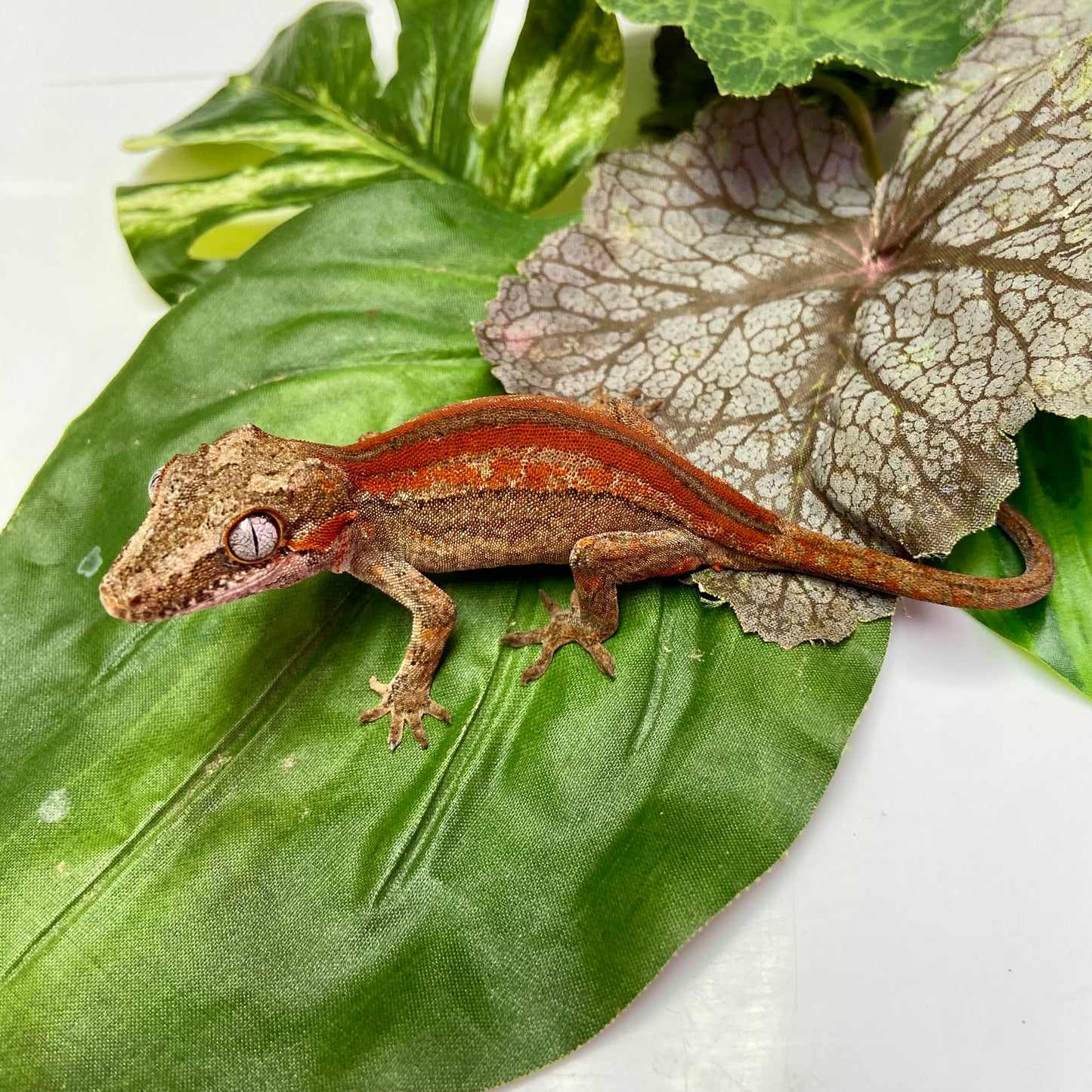 Red/Orange Stripe Gargoyle Gecko 2024 Male 100124-11