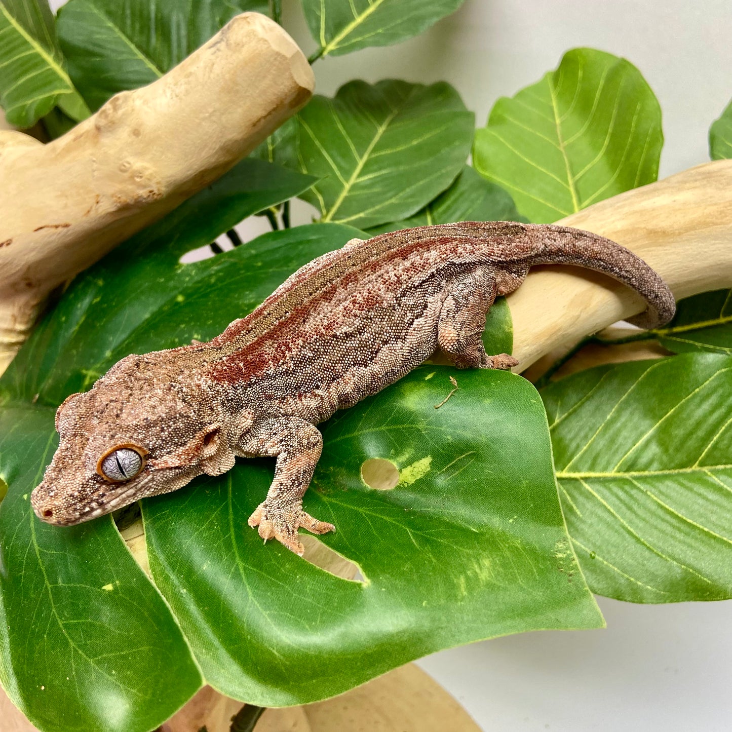 Red Stripe Gargoyle Gecko Adult Male GPB19