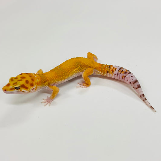 Hypo Albino Tremper Tangerine Leopard Gecko Male F-A1-91524-1