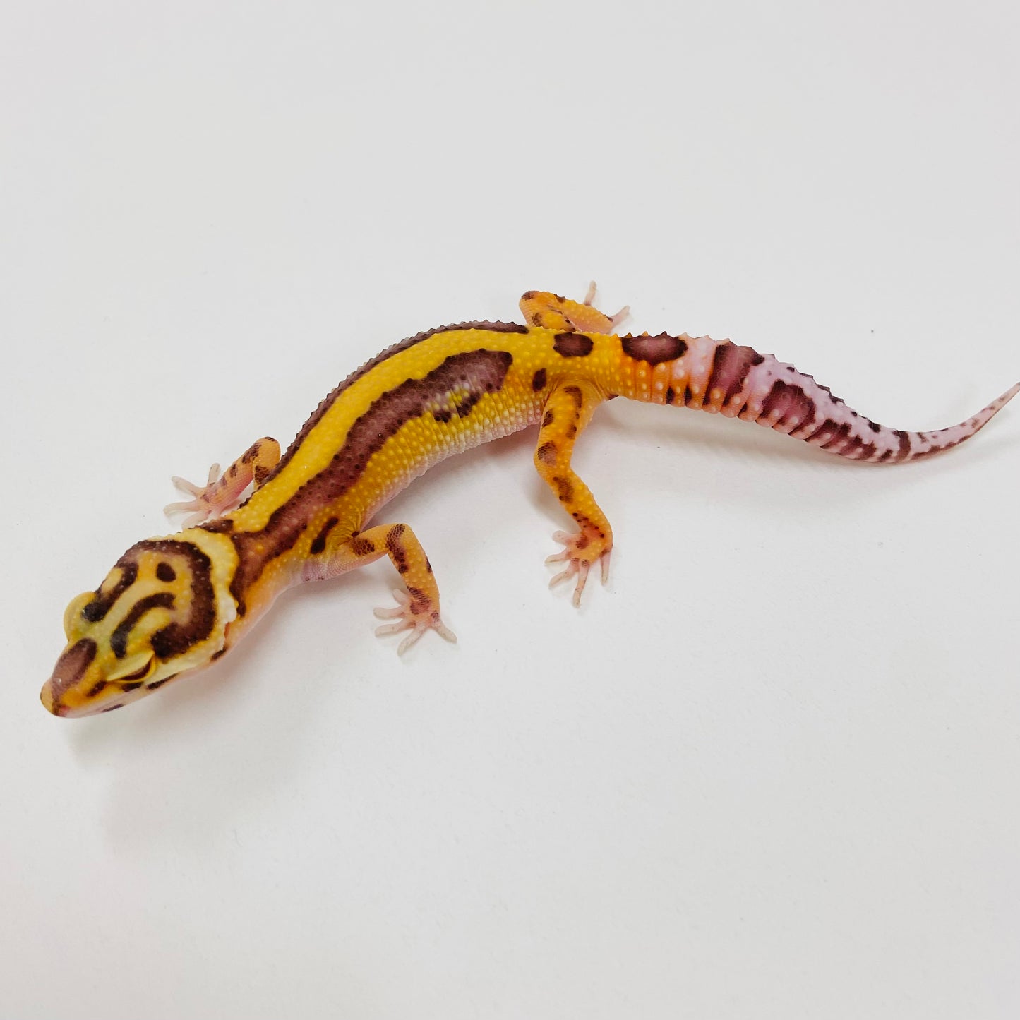 Bold Bell Leopard Gecko 2025-048