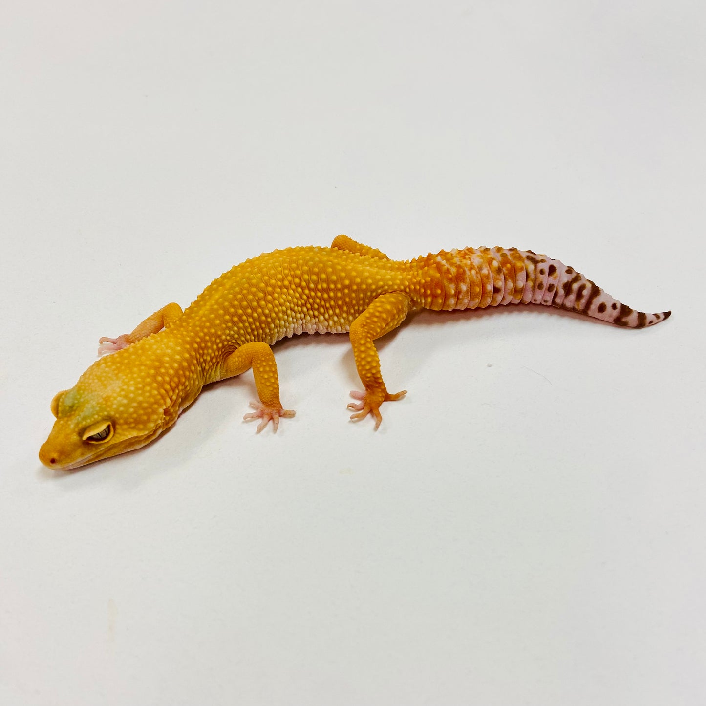 Sunglow Albino Tremper Leopard Gecko Female I-C8-90623-1