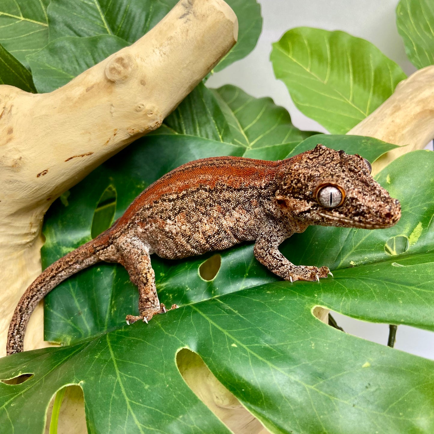 Red Stripe Gargoyle Gecko Adult Female GPB16