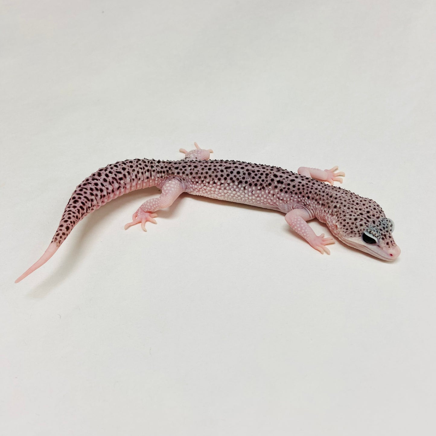 Super Snow Eclipse Leopard Gecko Male A-A9-102724-1