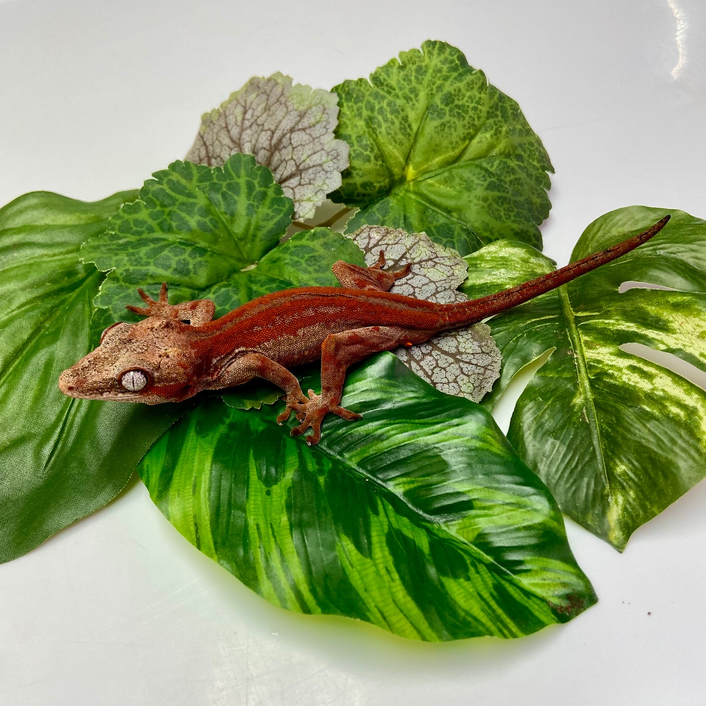 Red Stripe w/Red Base Gargoyle Gecko 2023 Male 102223-01
