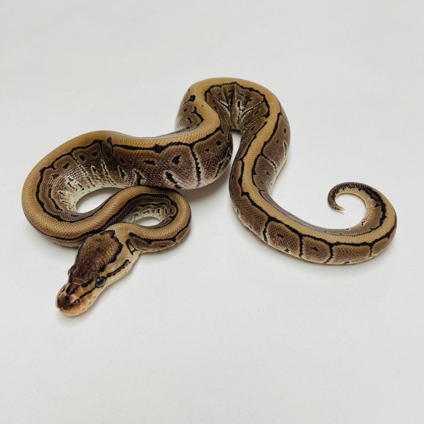 Lori Pinstripe Ball Python Female 2025F01