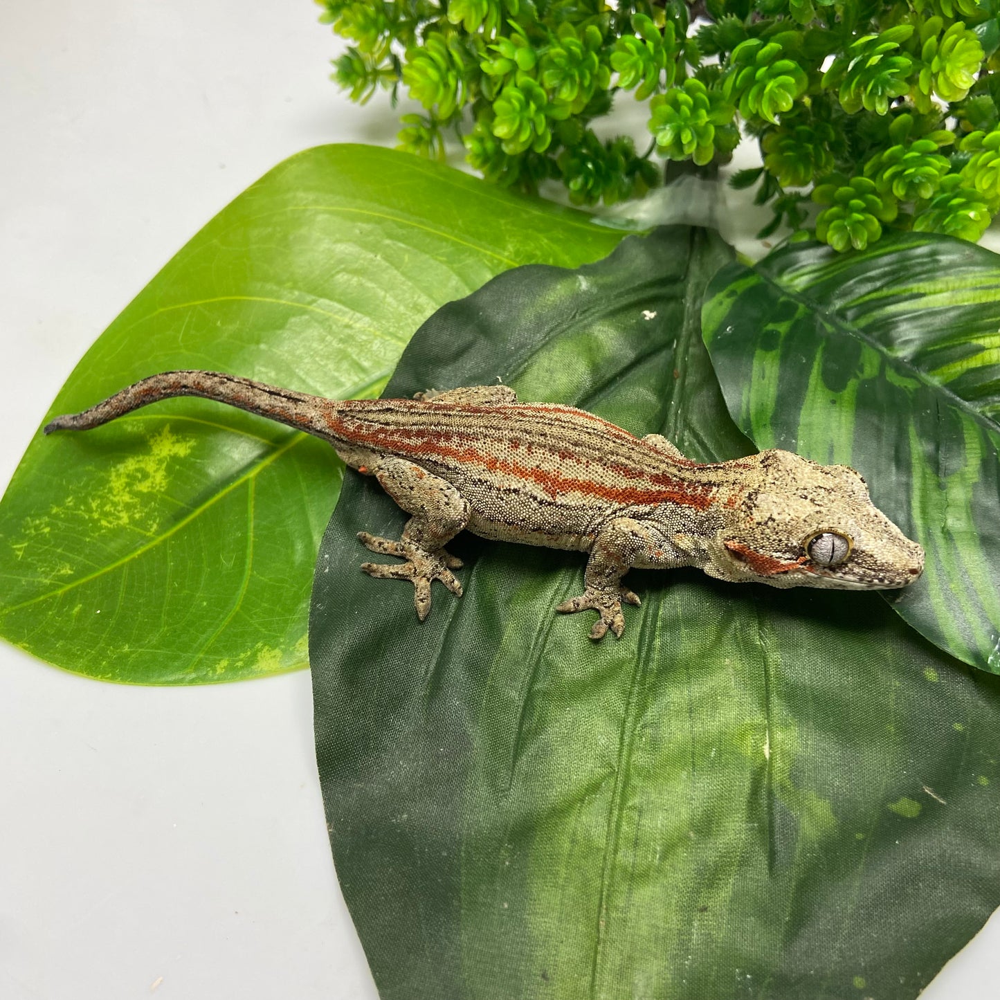 Red/Orange Super Stripe Gargoyle Gecko 2024 Male CH01