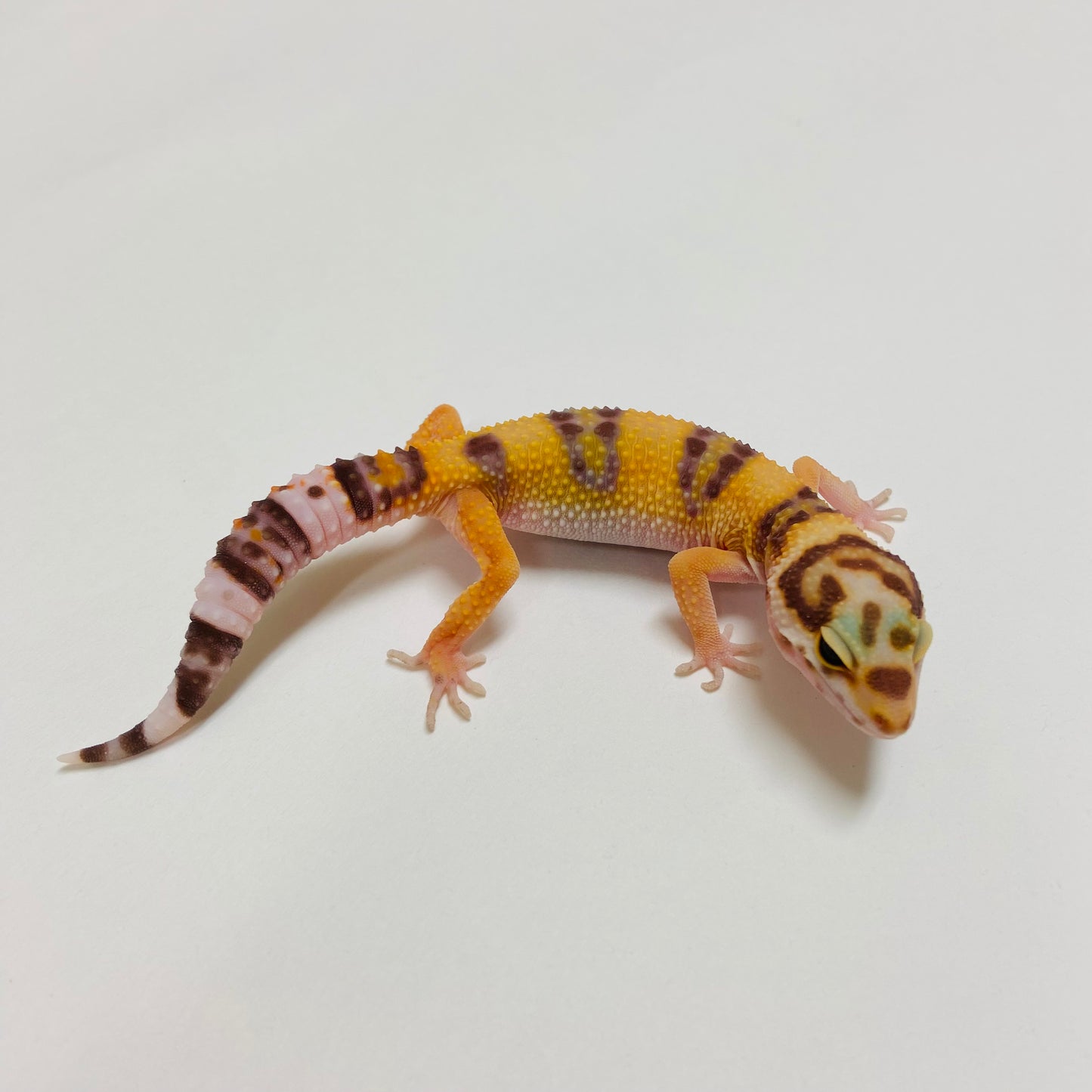 Tangerine Raptor Leopard Gecko 2025-031