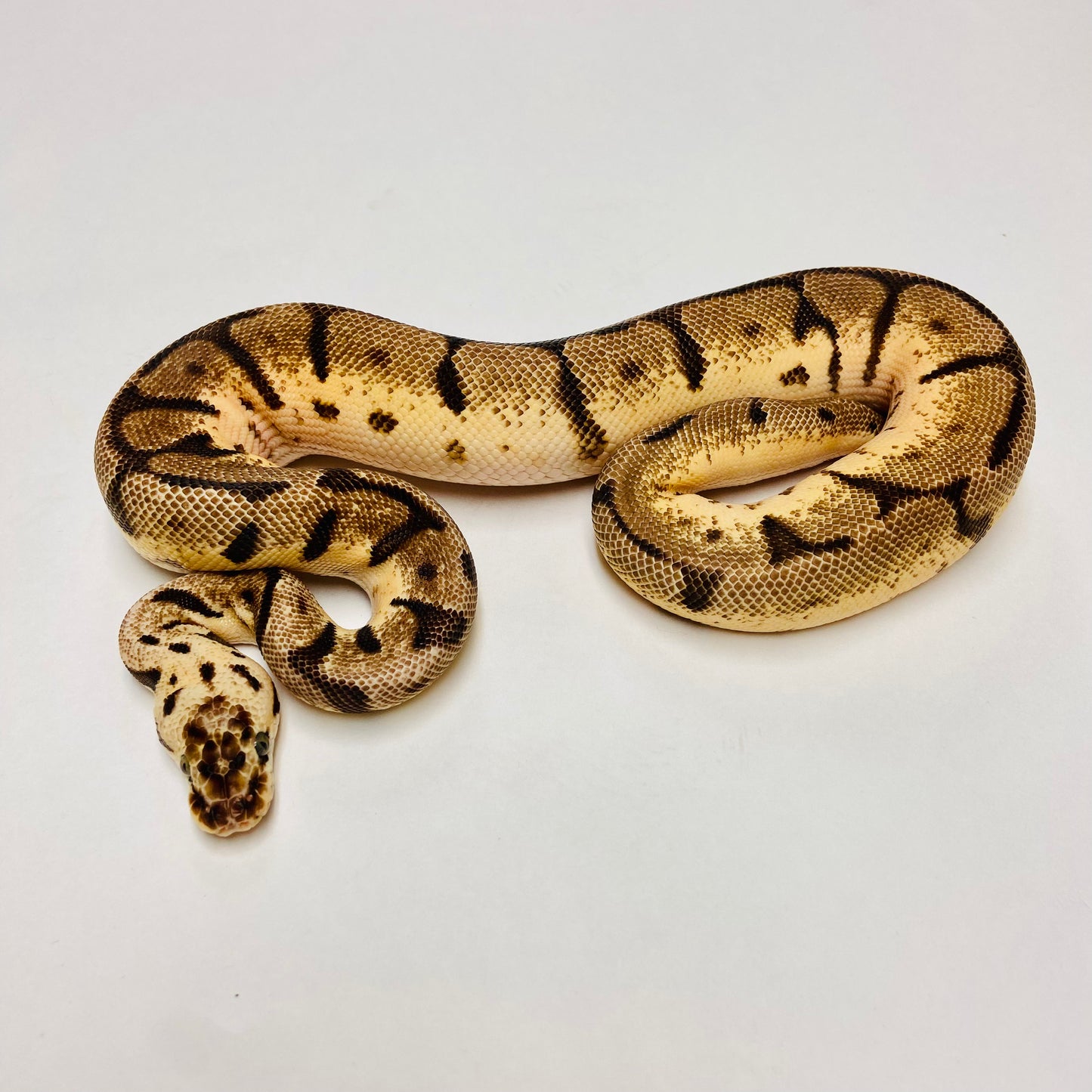 Bumblebee Leopard Het Clown Ball Python - Female #2022F02