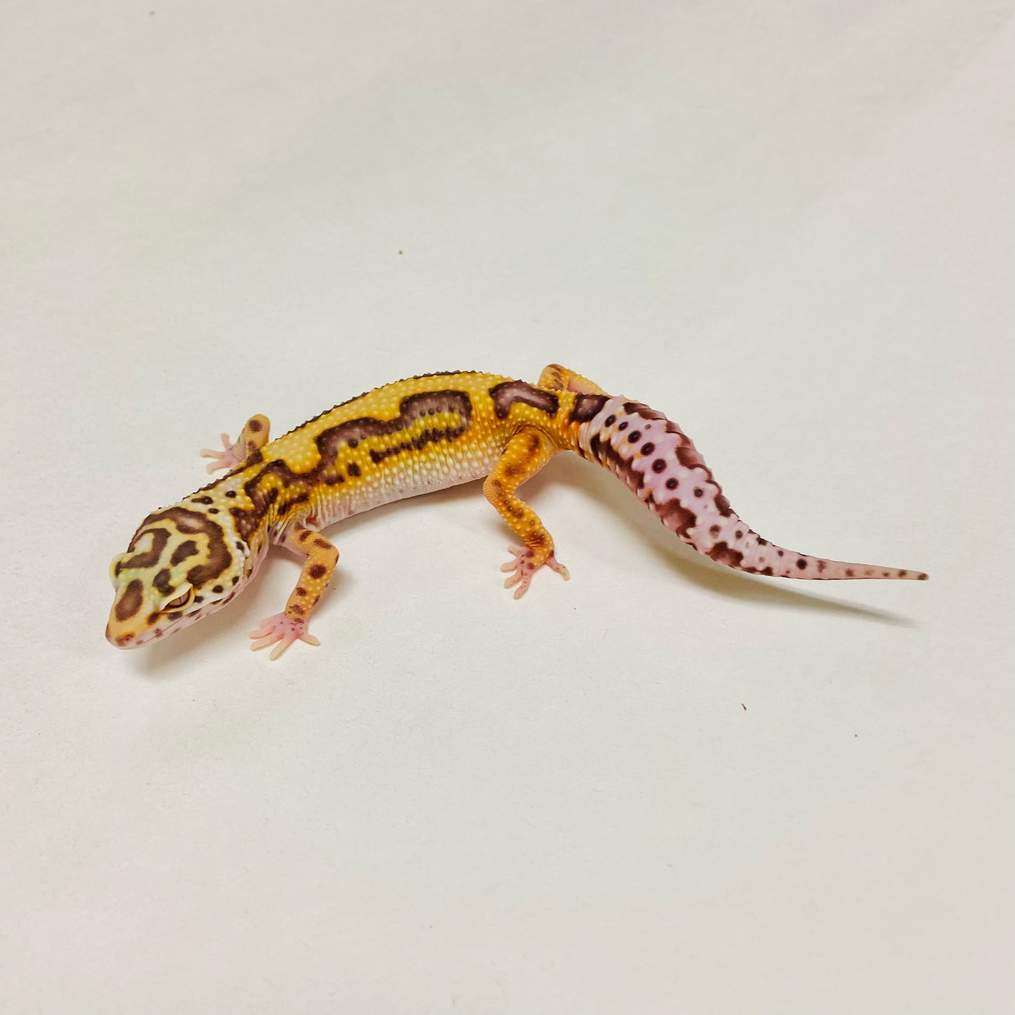 Jungle Albino Bell Leopard Gecko Female A-A3-11024-1