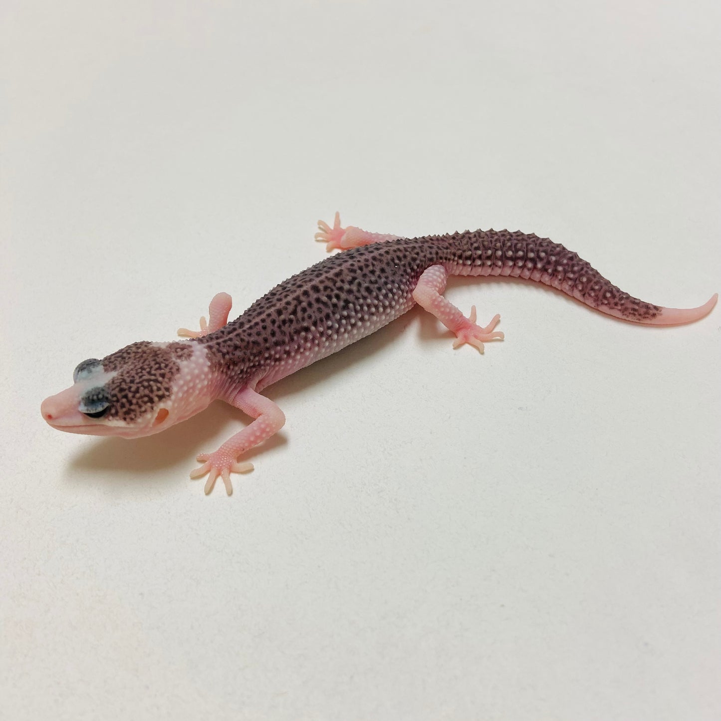 Pied Galaxy Leopard Gecko 2025-013