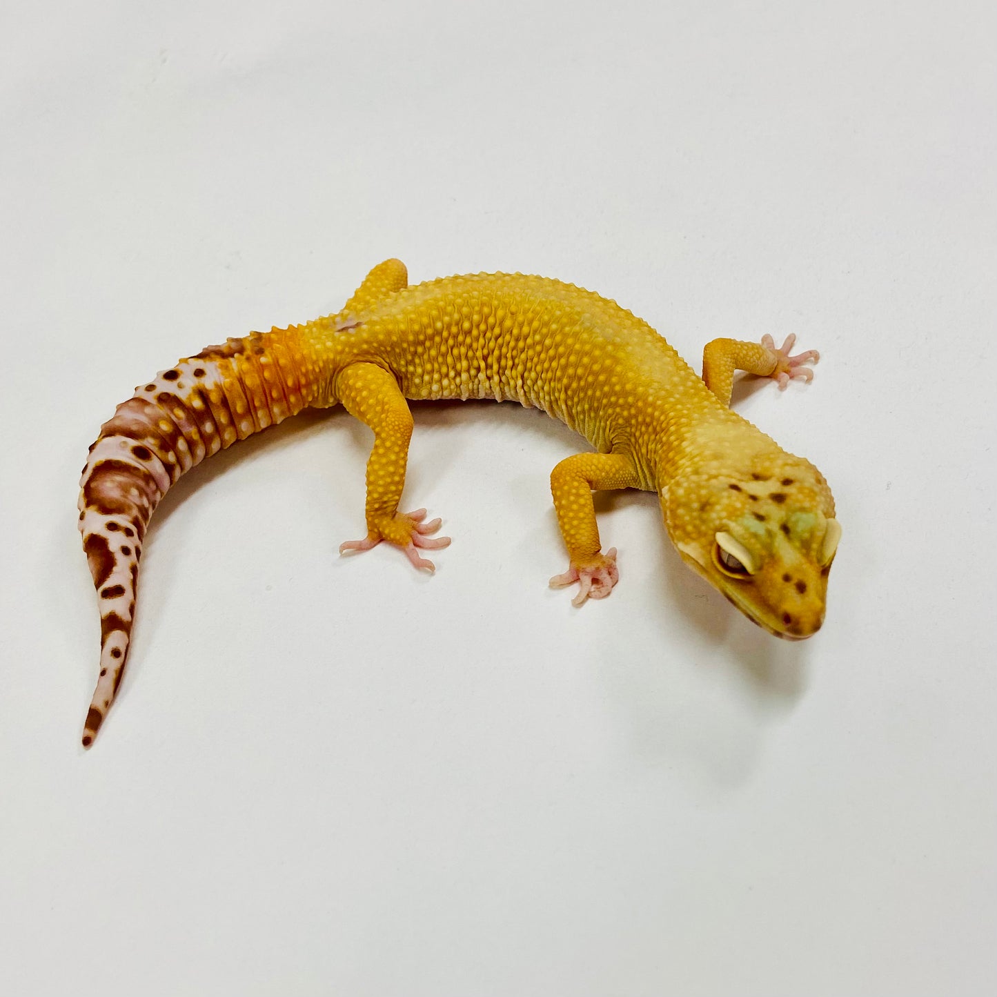 Sunglow Albino Bell Leopard Gecko Male H-A2-62322-1