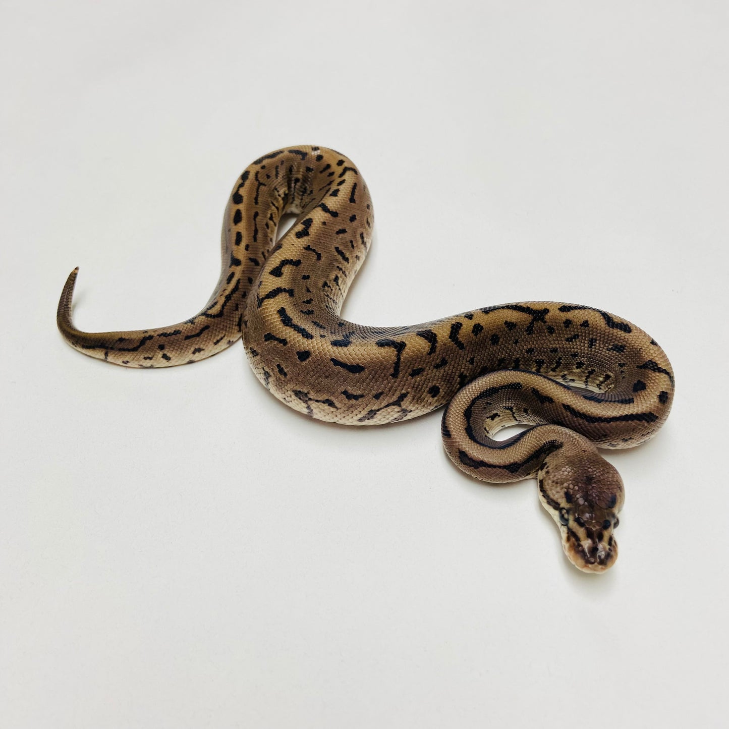 Lori Leopard Pinstripe Ball Python Male 2025M02