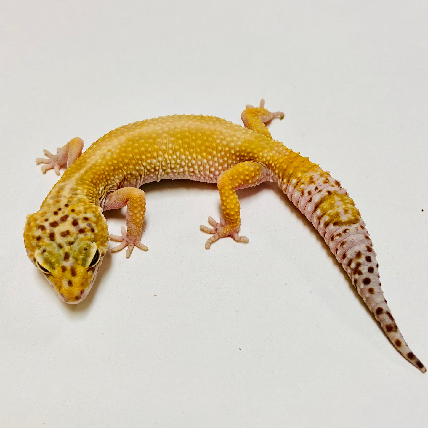 Mack Snow Raptor Leopard Gecko Female Proven Breeder J-PB07-2018