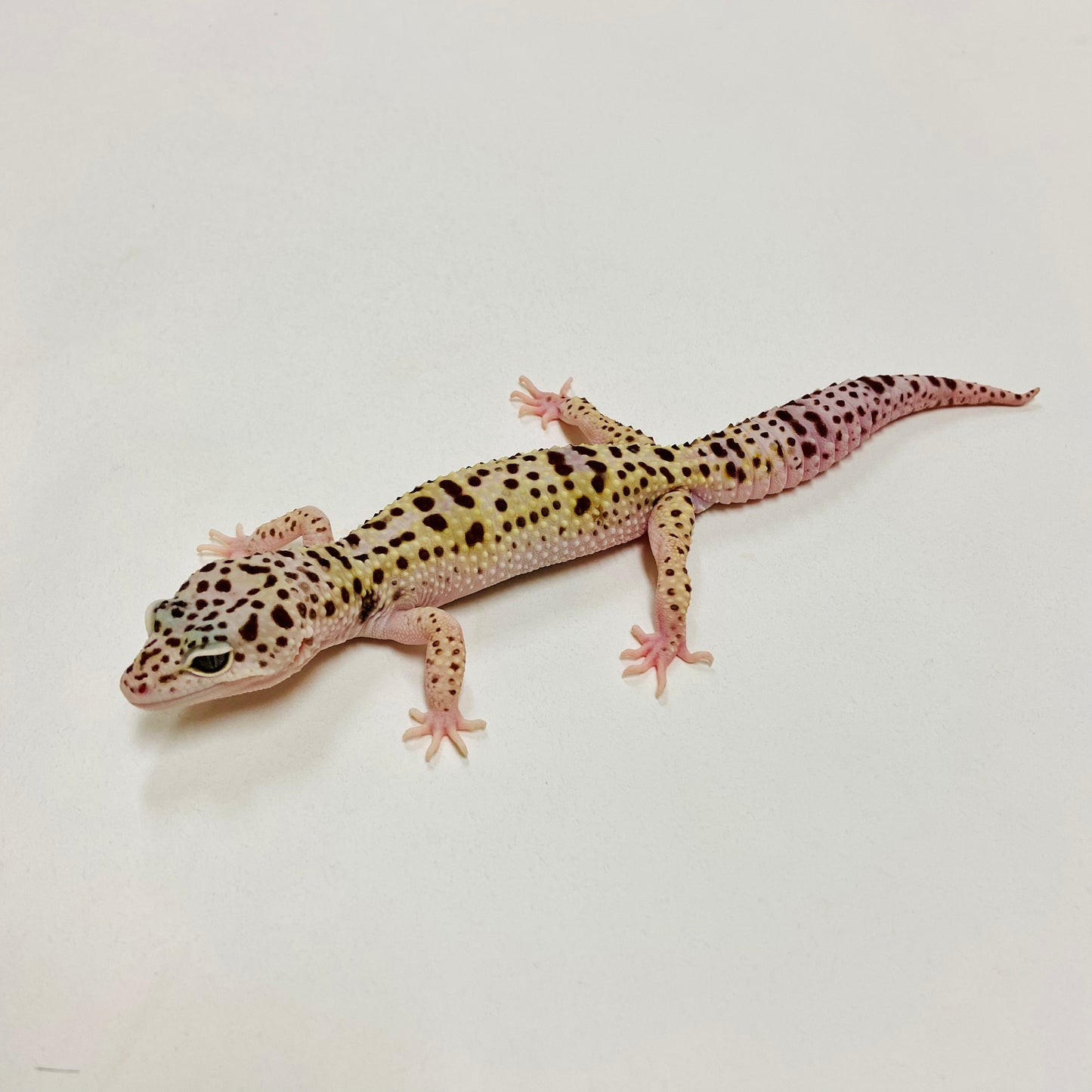 Leopard Gecko Male- Adopt LG07