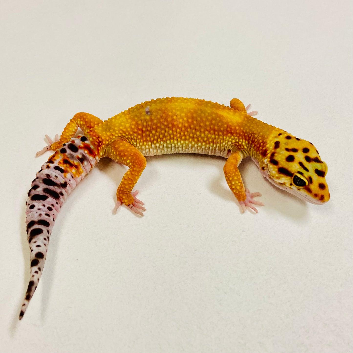Hypo Tangerine Leopard Gecko Female 2025-203