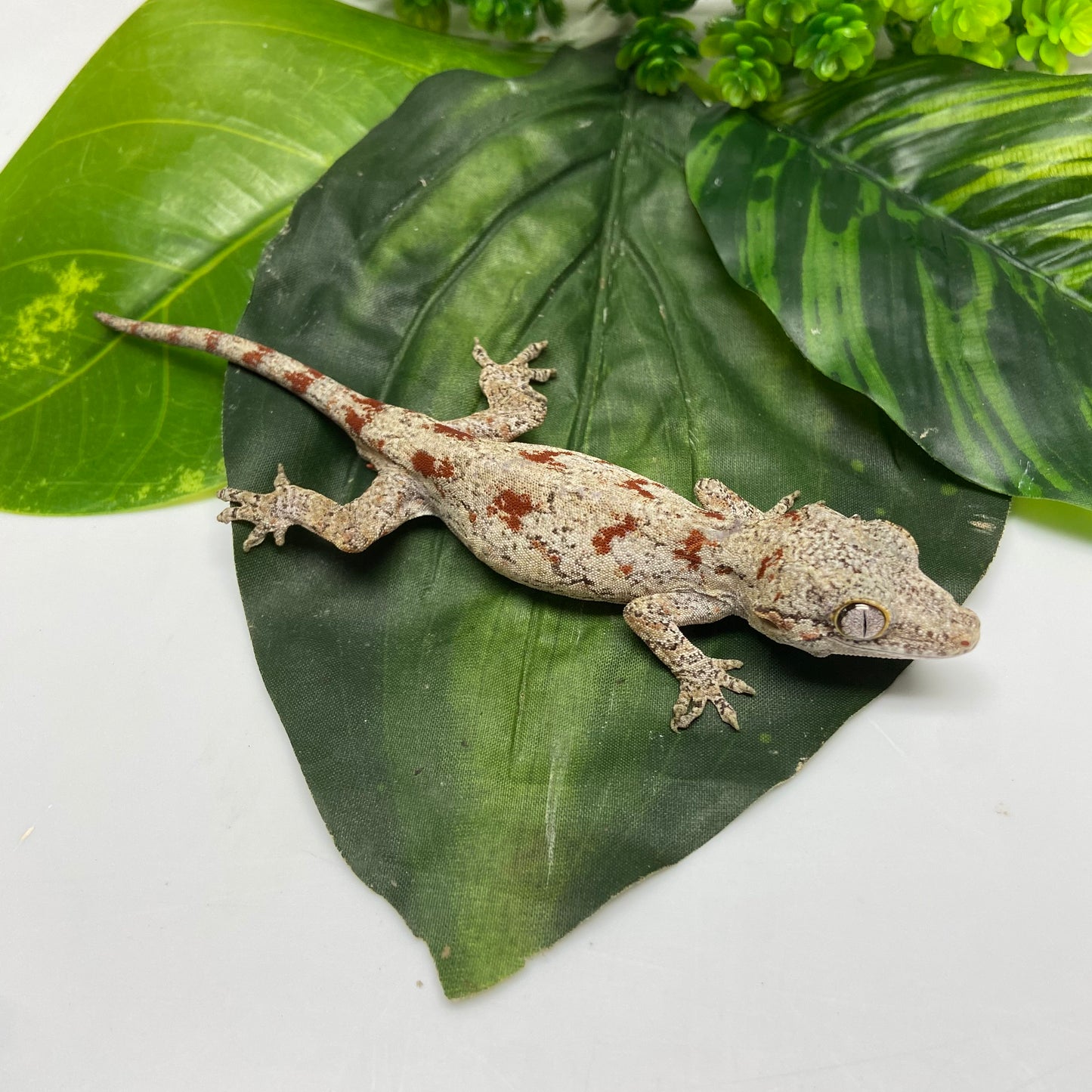 Red Blotched Reticulated Gargoyle Gecko 2024 Male AN407