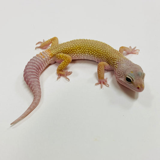 Murphy Patternless Leopard Gecko Male F-C3-81924-1
