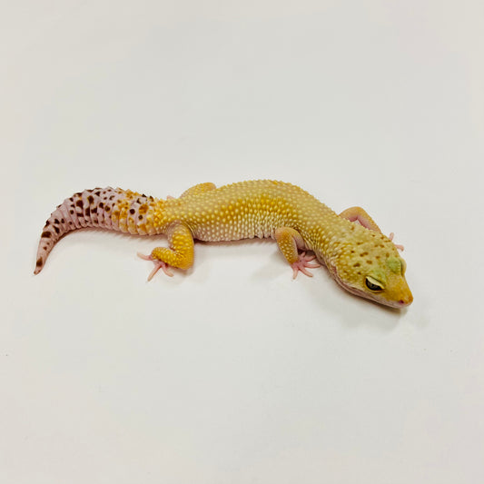 Super Hypo W/Y Marble Eye Leopard Gecko Female F-J4-82419-1