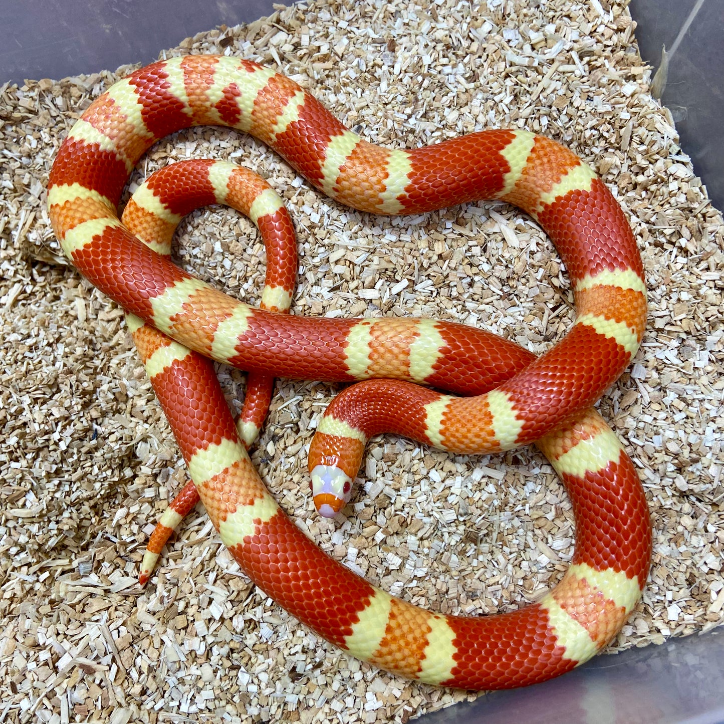 Extreme Albino Tangerine Honduran Milksnake 2023 Female F01