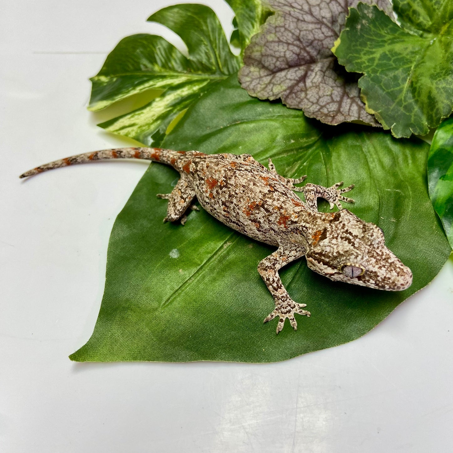 Red Blotch Reticulated Gargoyle Gecko 2024 Female 52424-03