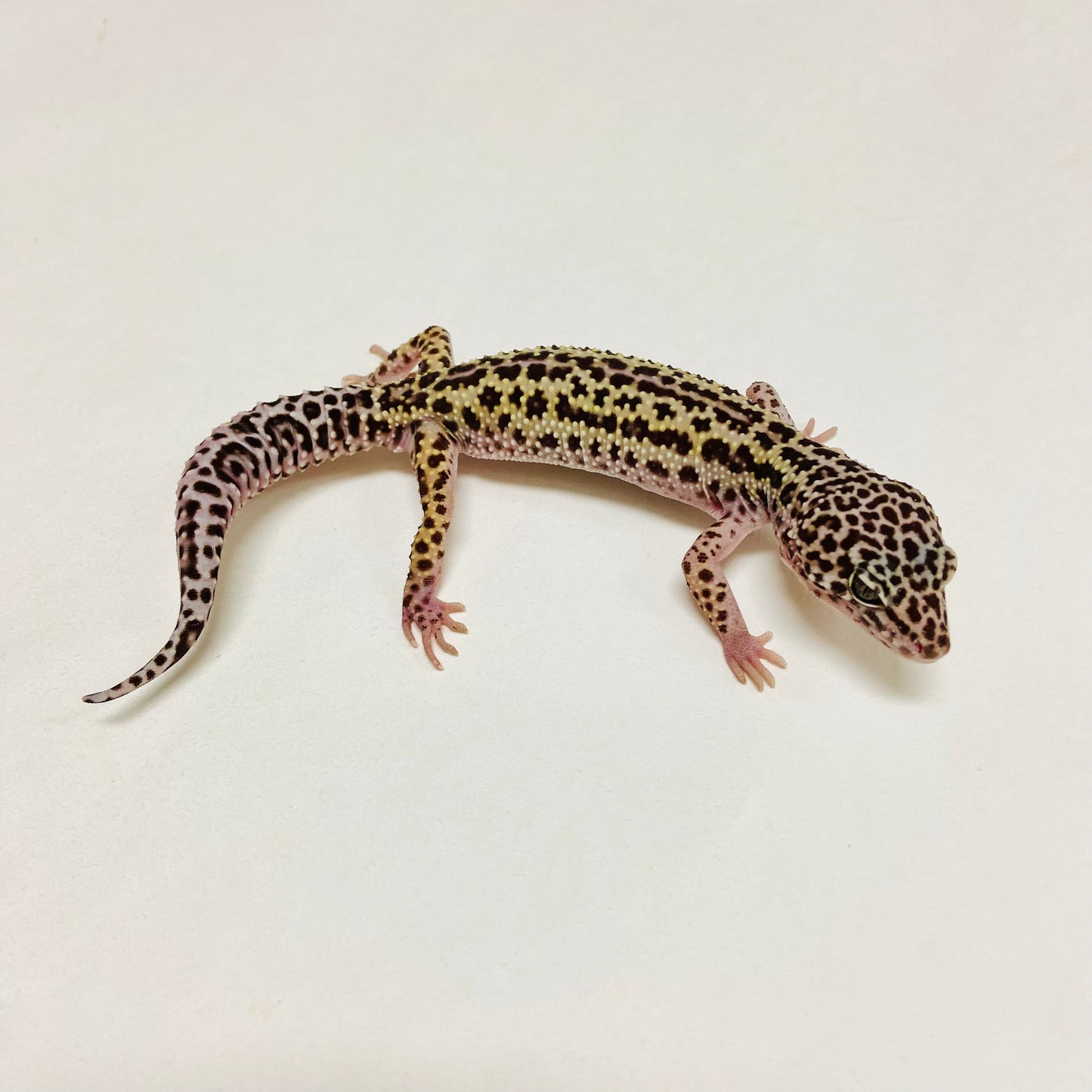 Dark Mack Snow Reverse Stripe Leopard Gecko Male A-B3-73024-1