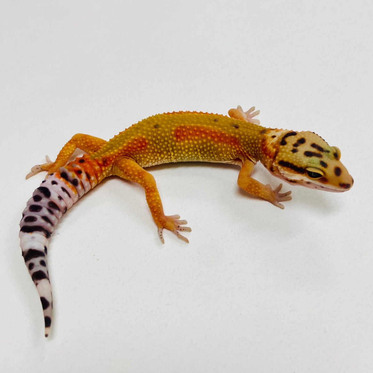 Citrine Leopard Gecko 2025-166