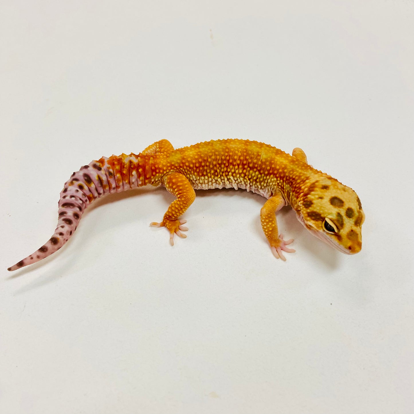 Hypo Tangerine W/Y Leopard Gecko Male I-B2-70123-1