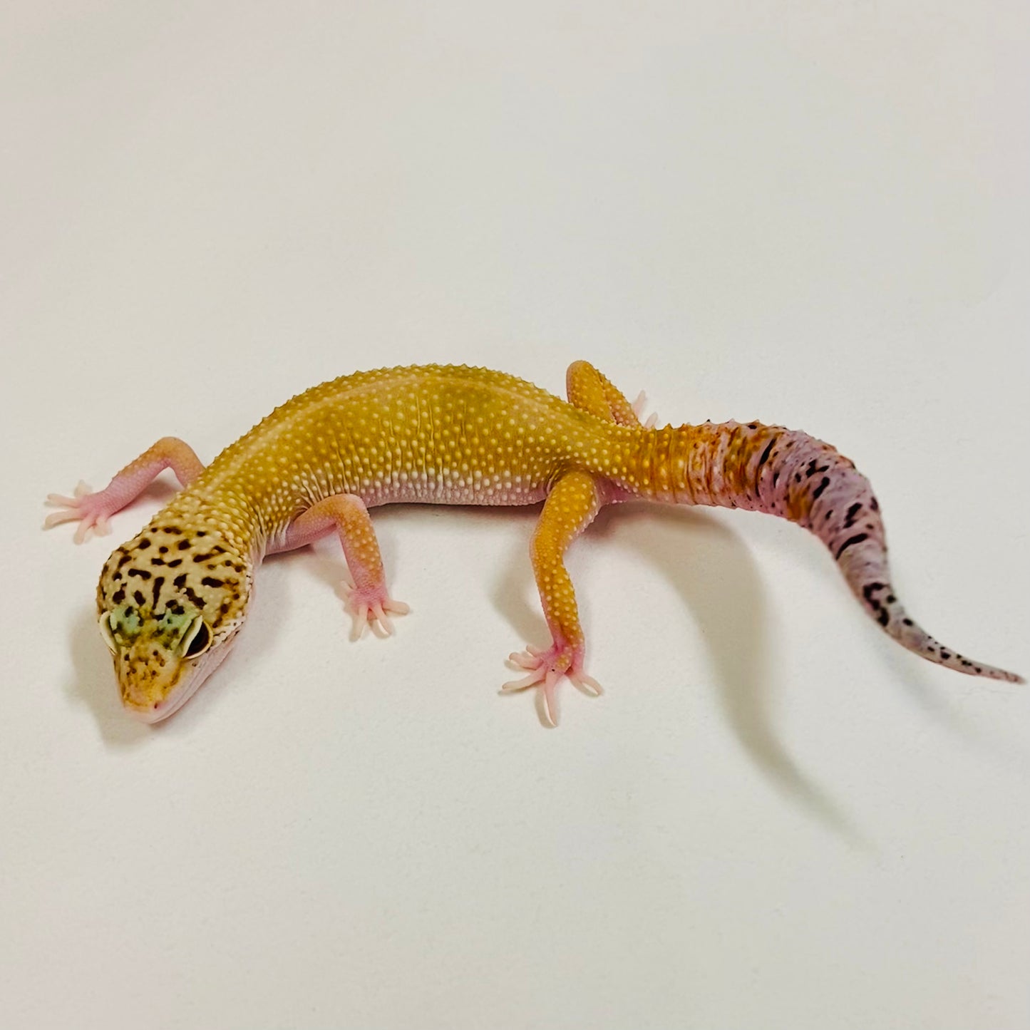 Super Hypo Tangerine Leopard Gecko Male 2025-053