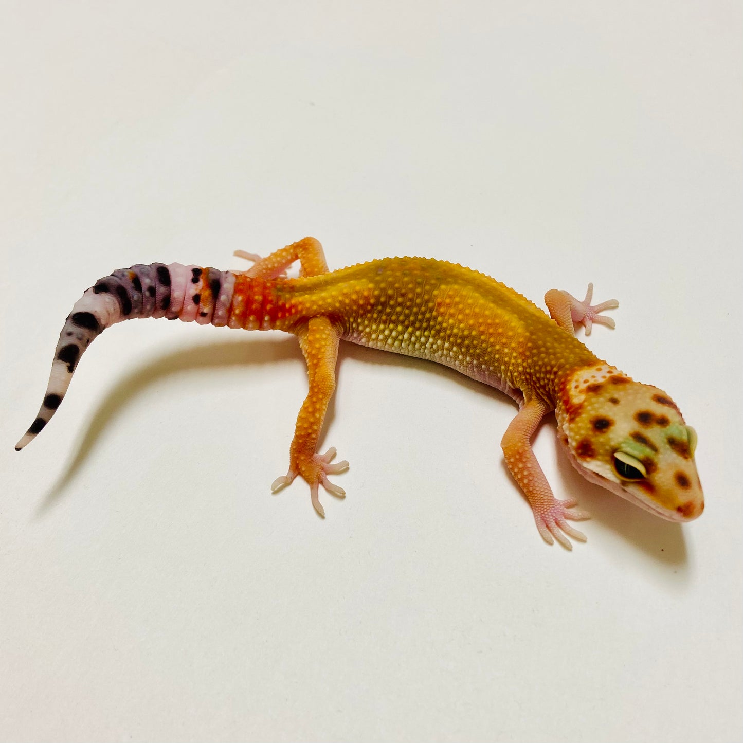Citrine Leopard Gecko 2025-026