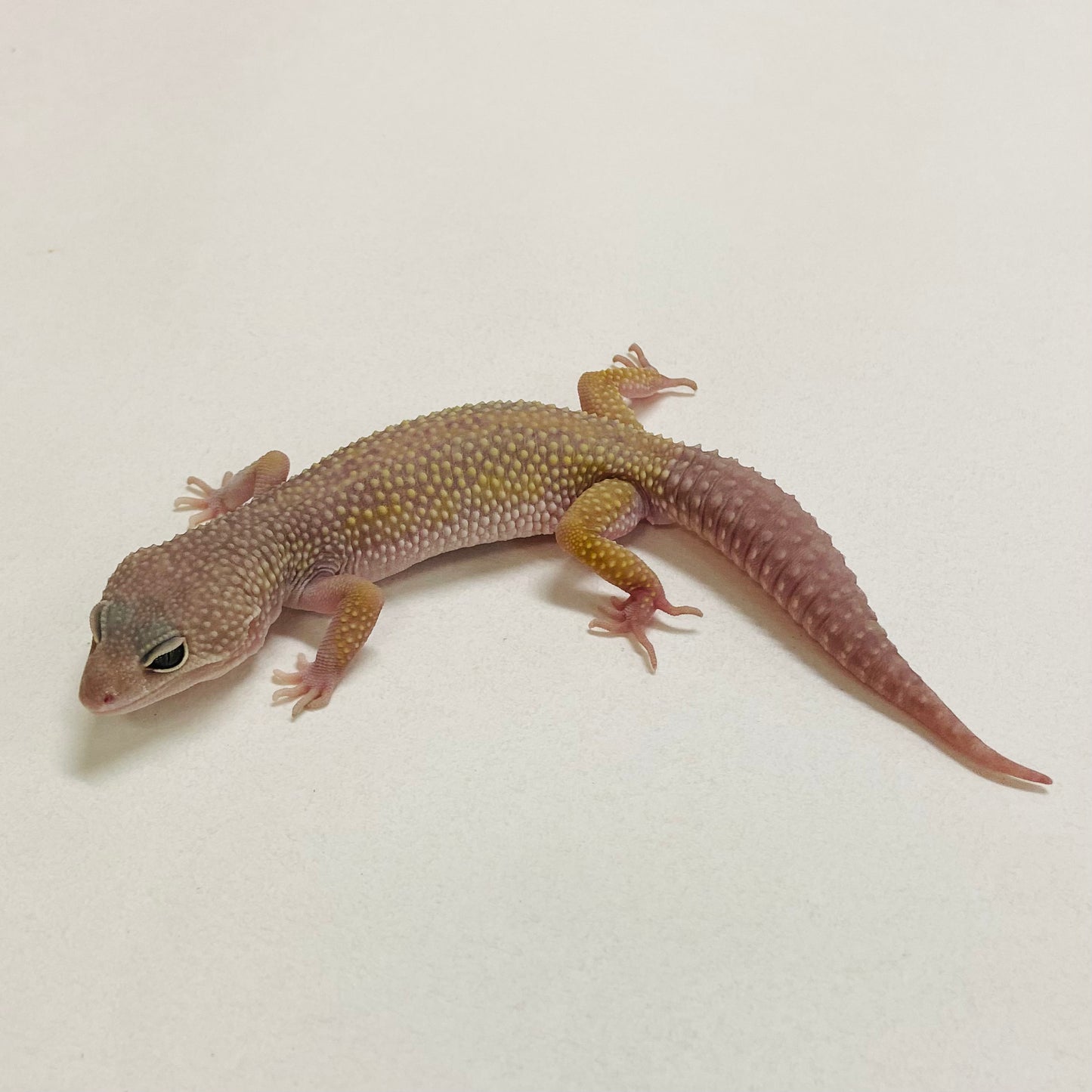 Murphy Patternless Pos MS Leopard Gecko Male 2025-211