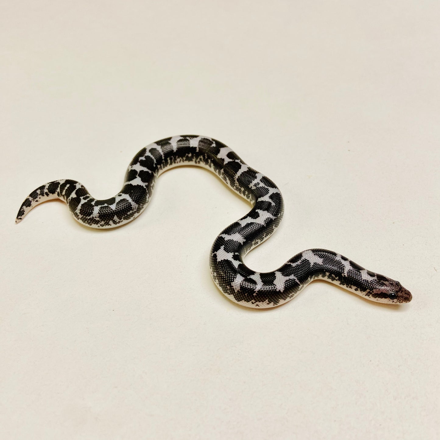 Anerythristic Kenyan Sand Boa 2023 Female F05