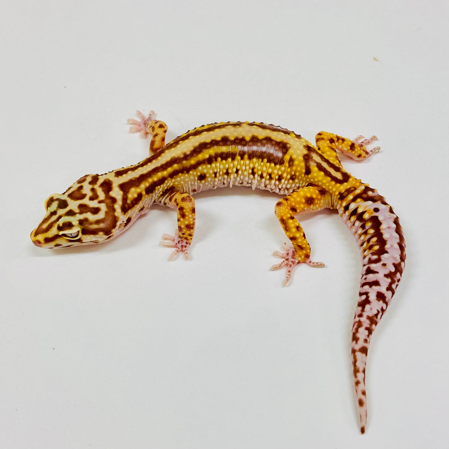 Adult Group 2.5 Bold Bell Eclipse Leopard Gecko LBG-13