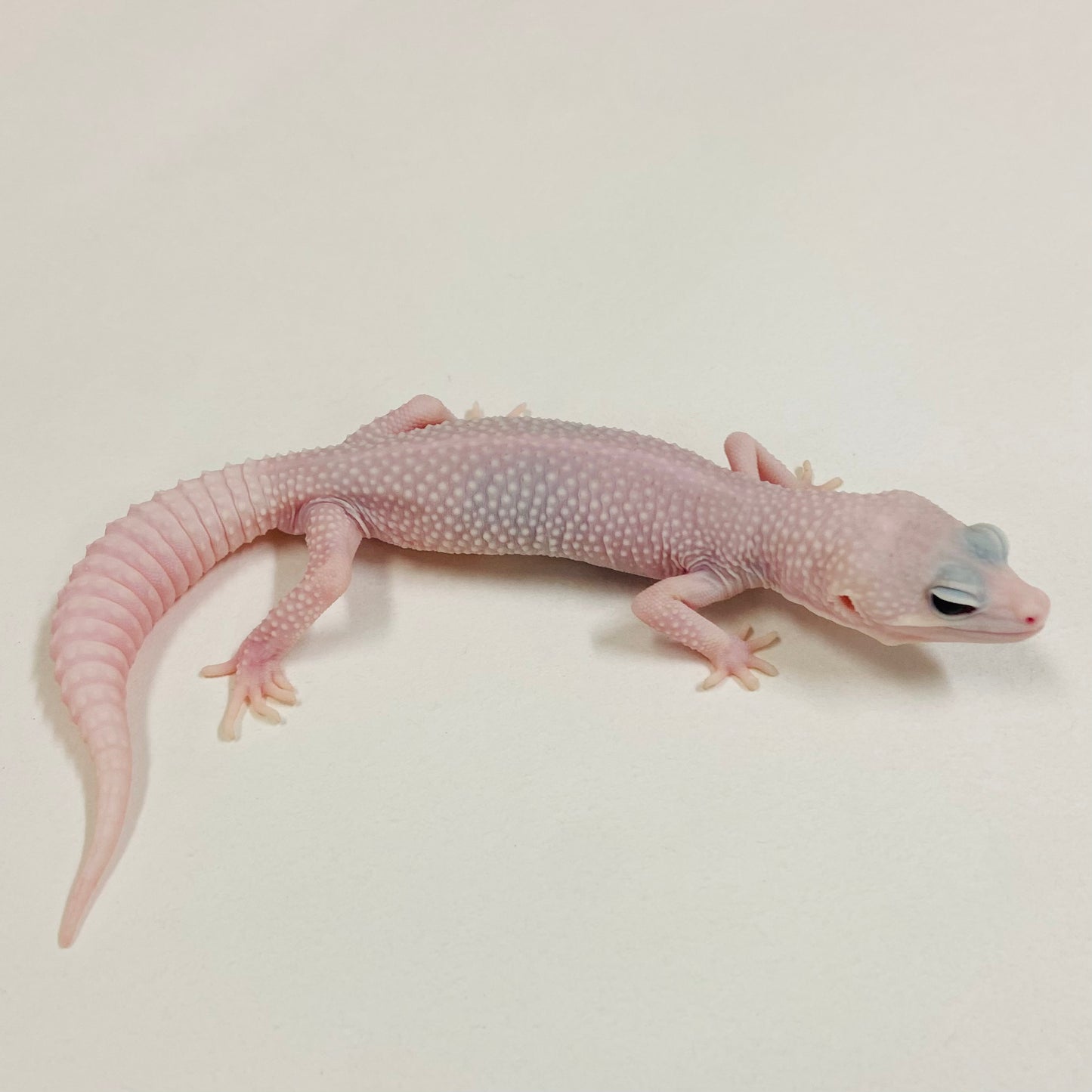 Tremper Blizzard Eclipse Leopard Gecko Male 2025-024