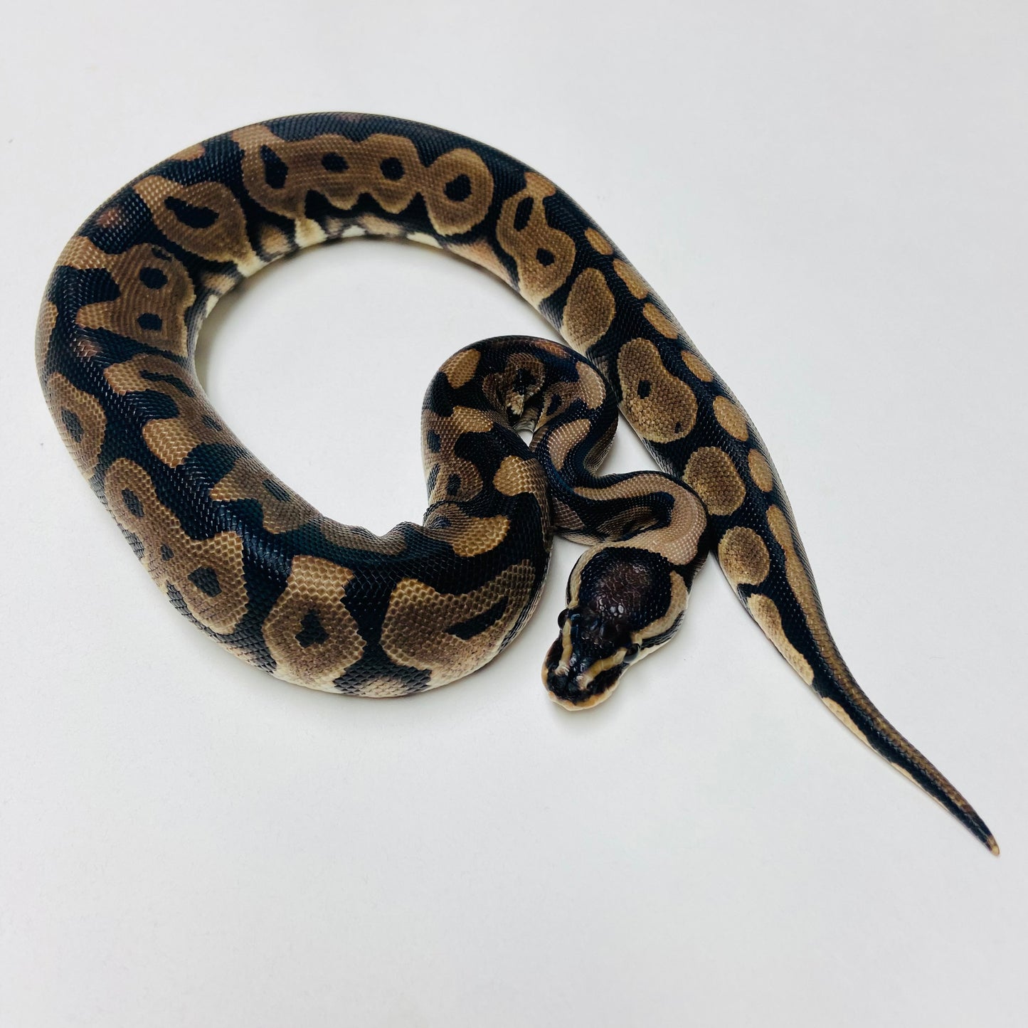 Lori Leopard Ball Python Female 2025F04
