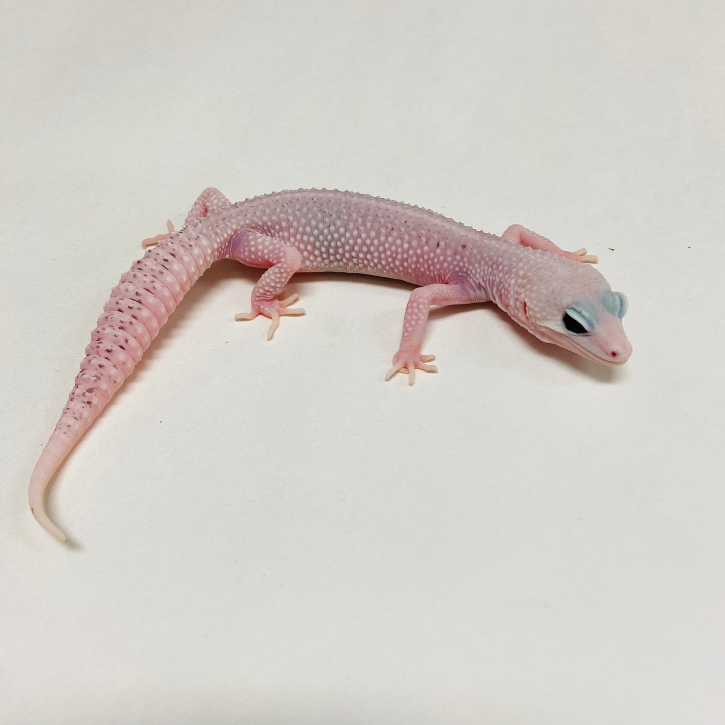Universe Leopard Gecko Female A-A9-122124-1