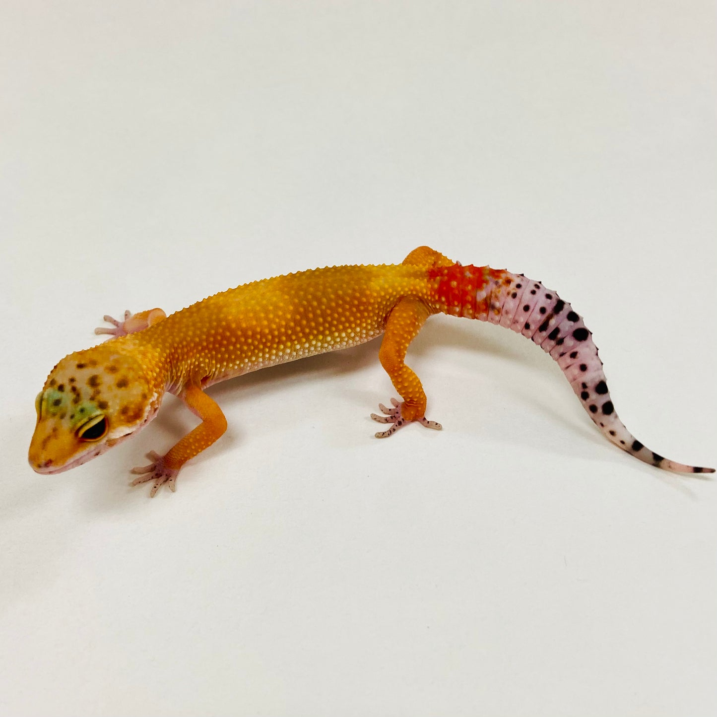 Tangerine Leopard Gecko 2025-097