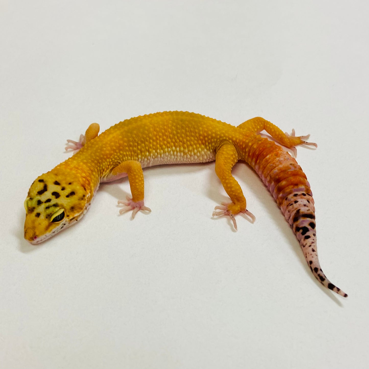 Tangerine Leopard Gecko Female 2025-101