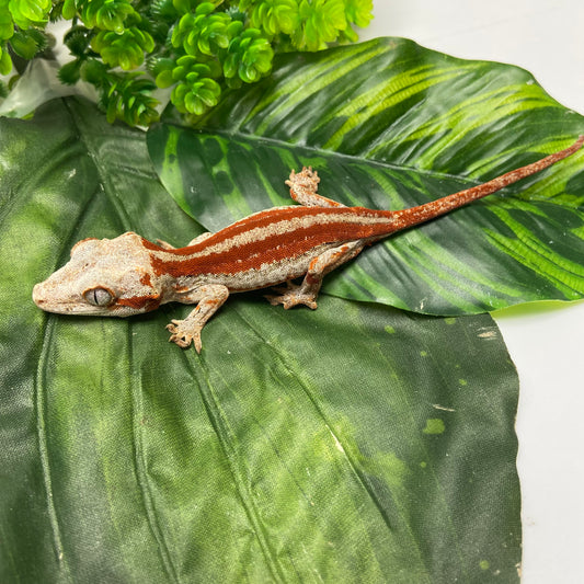 Red/Orange Super Stripe Gargoyle Gecko 2024 Male ID01