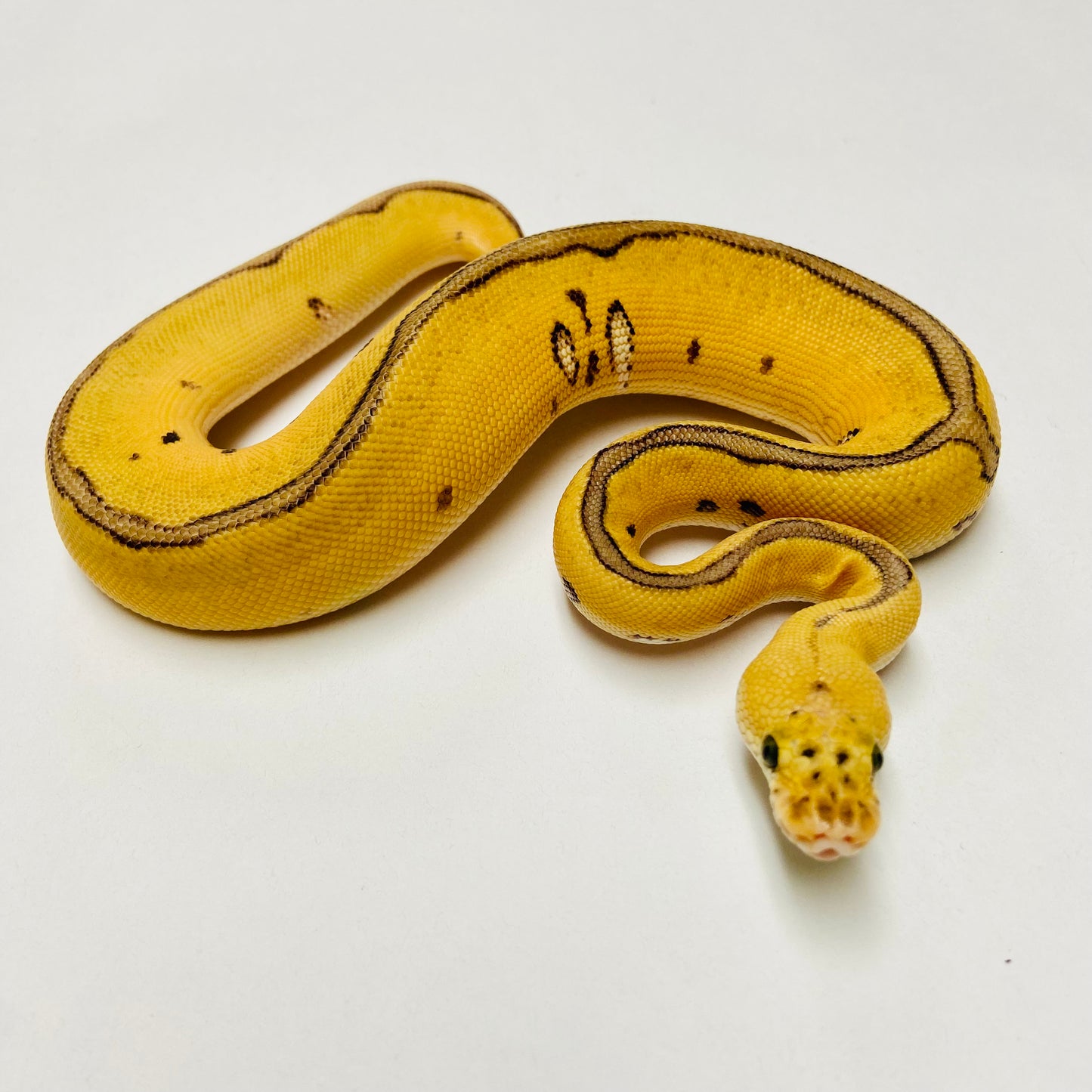 Killer Clown Pos Leopard & Enchi Ball Python Female 2025F01